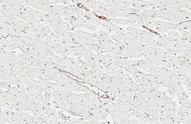 Anti-Claudin 5 antibody [HL6767] used in IHC (Paraffin sections) (IHC-P). GTX649498