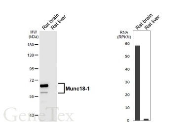 Anti-Munc18-1 antibody [HL6800] used in Western Blot (WB). GTX649614