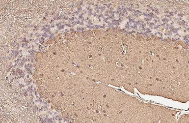 Anti-Parvalbumin antibody [HL6816] used in IHC (Paraffin sections) (IHC-P). GTX649630