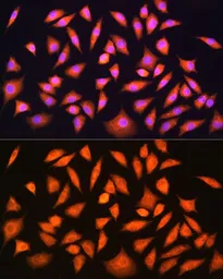 Anti-HINT1 antibody used in Immunocytochemistry/ Immunofluorescence (ICC/IF). GTX64971