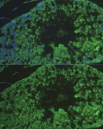 Anti-DEFB121 antibody used in IHC (Paraffin sections) (IHC-P). GTX65588
