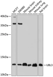Anti-UBL3 antibody used in Western Blot (WB). GTX65591