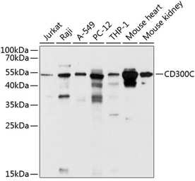 Anti-CD300C antibody used in Western Blot (WB). GTX65617