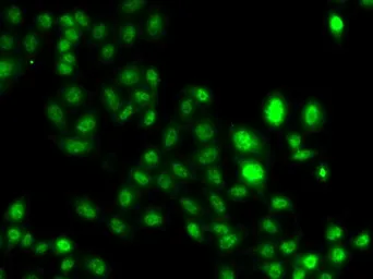Anti-MTGR1 antibody used in Immunocytochemistry/ Immunofluorescence (ICC/IF). GTX65822