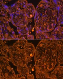 Anti-CD34 antibody used in IHC (Paraffin sections) (IHC-P). GTX65833