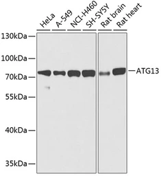 Anti-ATG13 antibody used in Western Blot (WB). GTX65842