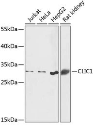 Anti-CLIC1 antibody used in Western Blot (WB). GTX65866