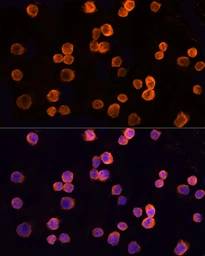 Anti-CLIC1 antibody used in Immunocytochemistry/ Immunofluorescence (ICC/IF). GTX65866