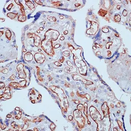 Anti-CD34 antibody used in IHC (Paraffin sections) (IHC-P). GTX65867