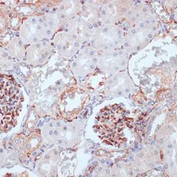Anti-CD34 antibody used in IHC (Paraffin sections) (IHC-P). GTX65867