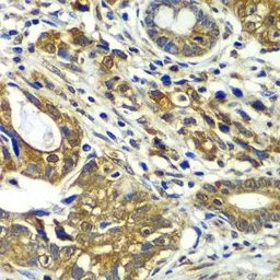 Anti-Apc6 antibody used in IHC (Paraffin sections) (IHC-P). GTX65871