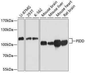 Anti-LRDD antibody used in Western Blot (WB). GTX65888