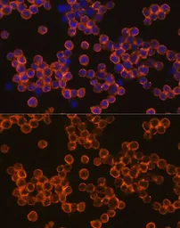 Anti-CD45 antibody used in Immunocytochemistry/ Immunofluorescence (ICC/IF). GTX65913