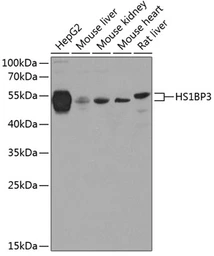 Anti-HS1BP3 antibody used in Western Blot (WB). GTX65921