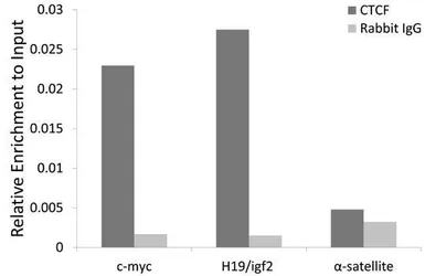 Anti-CTCF antibody used in ChIP assay (ChIP assay). GTX65930
