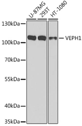 Anti-VEPH1 antibody used in Western Blot (WB). GTX65981