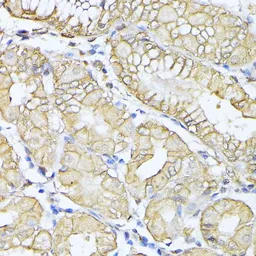 Anti-alpha Fodrin antibody used in IHC (Paraffin sections) (IHC-P). GTX66033