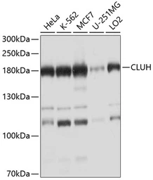 Anti-CLUH antibody used in Western Blot (WB). GTX66049