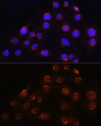 Anti-GOLGA4 antibody used in Immunocytochemistry/ Immunofluorescence (ICC/IF). GTX66053