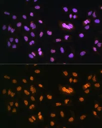 Anti-NR2F2 antibody used in Immunocytochemistry/ Immunofluorescence (ICC/IF). GTX66055