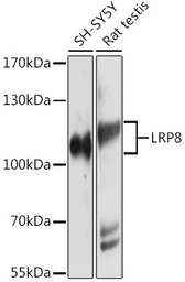 Anti-ApoER2 antibody used in Western Blot (WB). GTX66061