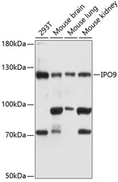 Anti-Importin 9 antibody used in Western Blot (WB). GTX66092