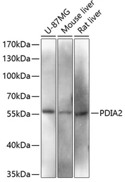 Anti-PDIA2 / PDIP antibody used in Western Blot (WB). GTX66116