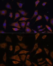 Anti-PGK2 antibody used in Immunocytochemistry/ Immunofluorescence (ICC/IF). GTX66145