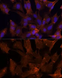 Anti-PGK2 antibody used in Immunocytochemistry/ Immunofluorescence (ICC/IF). GTX66145
