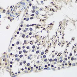 Anti-CASC5 antibody used in IHC (Paraffin sections) (IHC-P). GTX66163