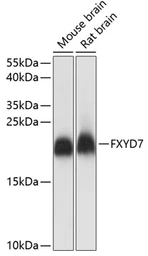 Anti-FXYD7 antibody used in Western Blot (WB). GTX66308