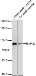 Anti-SEMA3C antibody used in Western Blot (WB). GTX66372