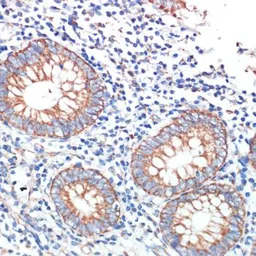 Anti-AFG3L2 antibody used in IHC (Paraffin sections) (IHC-P). GTX66373