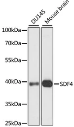 Anti-SDF4 antibody used in Western Blot (WB). GTX66381