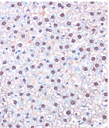 Anti-UBA5 antibody used in IHC (Paraffin sections) (IHC-P). GTX66388
