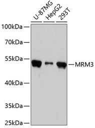 Anti-RNMTL1 antibody used in Western Blot (WB). GTX66456