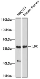 Anti-IL9 Receptor antibody used in Western Blot (WB). GTX66479