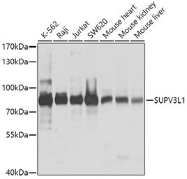 Anti-SUPV3L1 antibody used in Western Blot (WB). GTX66593