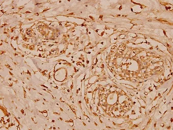 Anti-Cystatin B antibody used in IHC (Paraffin sections) (IHC-P). GTX66627