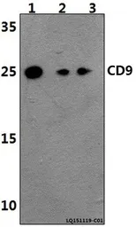 Anti-CD9 antibody used in Western Blot (WB). GTX66709