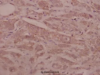 Anti-SEMA3C antibody used in IHC (Paraffin sections) (IHC-P). GTX66725
