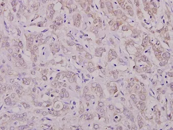 Anti-PKC zeta (phospho Thr410) antibody used in IHC (Paraffin sections) (IHC-P). GTX66730