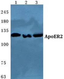 Anti-ApoER2 antibody used in Western Blot (WB). GTX66733