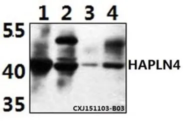 Anti-HAPLN4 antibody used in Western Blot (WB). GTX66810