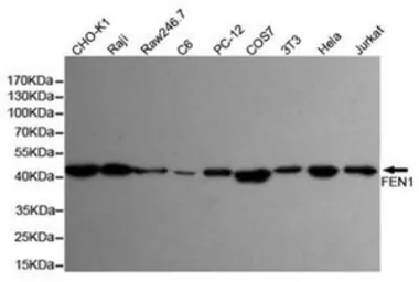 Anti-FEN1 antibody [7H8] used in Western Blot (WB). GTX66841