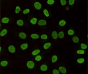 Anti-HP1 gamma antibody [5G10] used in Immunocytochemistry/ Immunofluorescence (ICC/IF). GTX66848