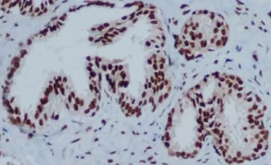 Anti-HP1 gamma antibody [5G10] used in IHC (Paraffin sections) (IHC-P). GTX66848