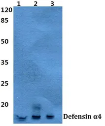 Anti-Defensin alpha 4 antibody used in Western Blot (WB). GTX66854