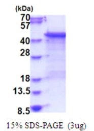 Human DUSP6 protein, His tag. GTX67364-pro