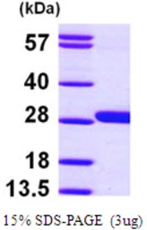 Human GSTM4 protein, His tag. GTX67440-pro